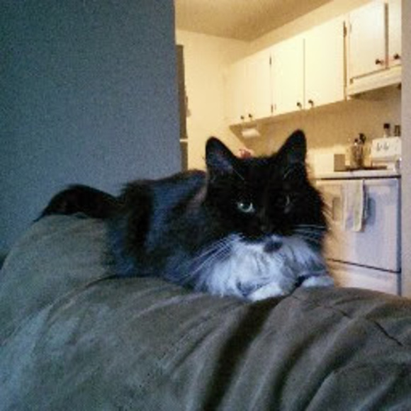 Meet your Posher, Mya - Picture 1 of 1